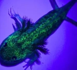 GFP Melanoid Axolotl