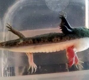 Specialty/Rare Morph Axolotl