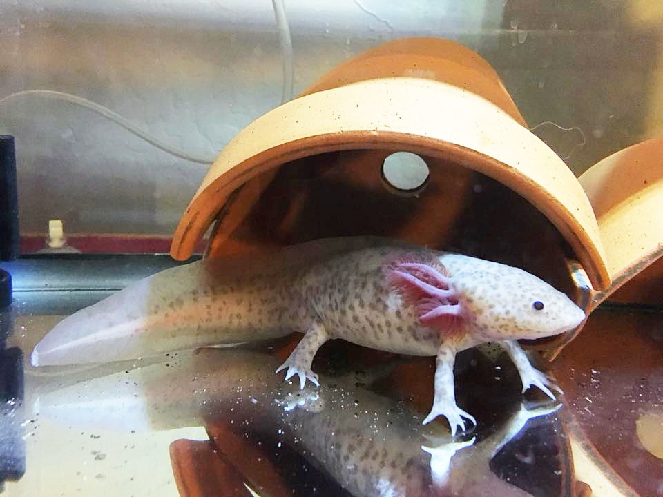 Axolotl lizard hot sale for sale