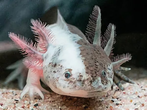 Chimera-Axolotl-Colors-and-Morphs (x2)