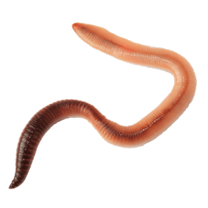 pngimg.com - worms_PNG28